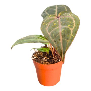 Anthurium DocBlock Anthurium Dark & Handsome® '9' X Minerva® '20'