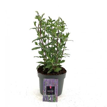 Salvia nemorosa 'Caradonna'