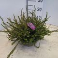 Erica x darleyensis 'Darley Dale'
