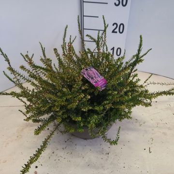 Erica x darleyensis 'Darley Dale'