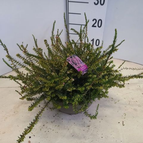Erica x darleyensis 'Darley Dale'