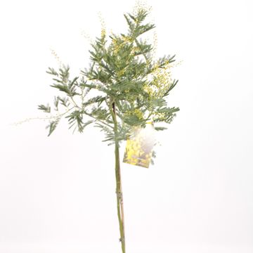 Acacia dealbata