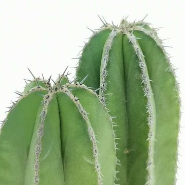 Marginatocereus marginatus