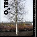 Betula pendula 'Spider Alley'