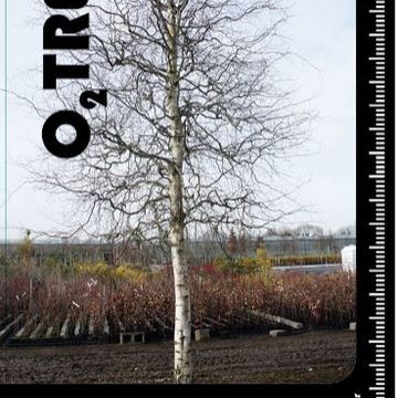 Betula pendula 'Spider Alley'