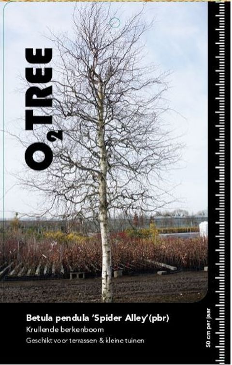 Betula pendula 'Spider Alley'