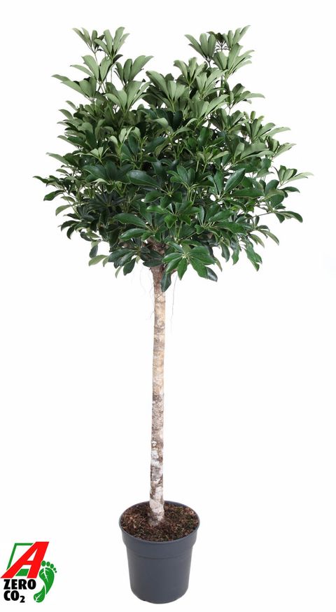 Schefflera arboricola 'Compacta'