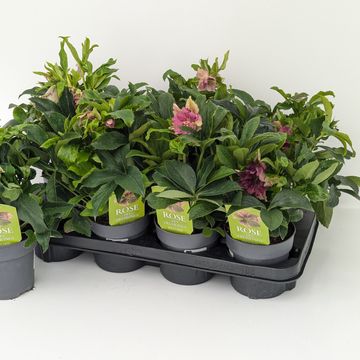 Heléboro orientalis 'Double Ellen Red'