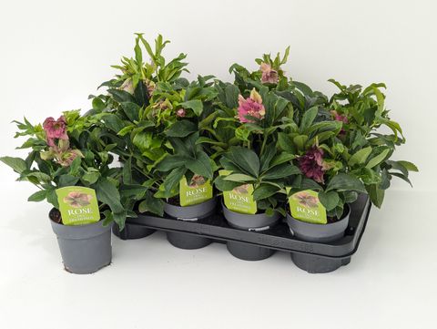 Helleborus orientalis 'Double Ellen Red'