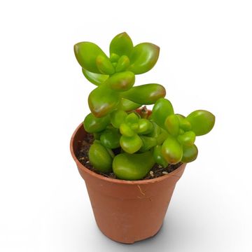 Sedum lucidum