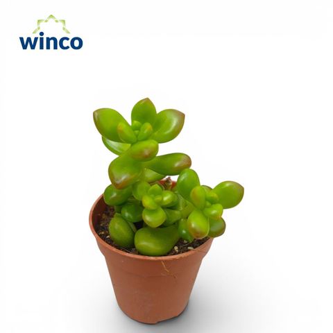 Sedum lucidum