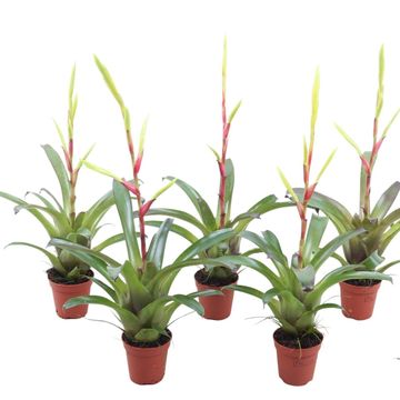 Vriesea 'Happy Yellow'