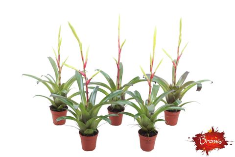 Vriesea 'Happy Yellow'