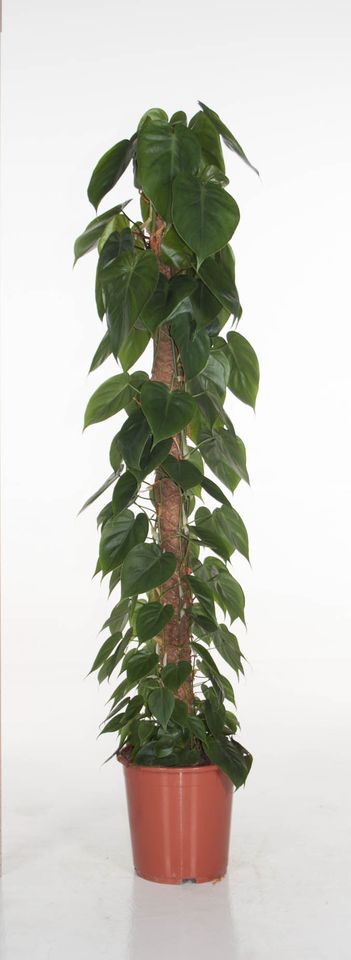 Filodendro scandens