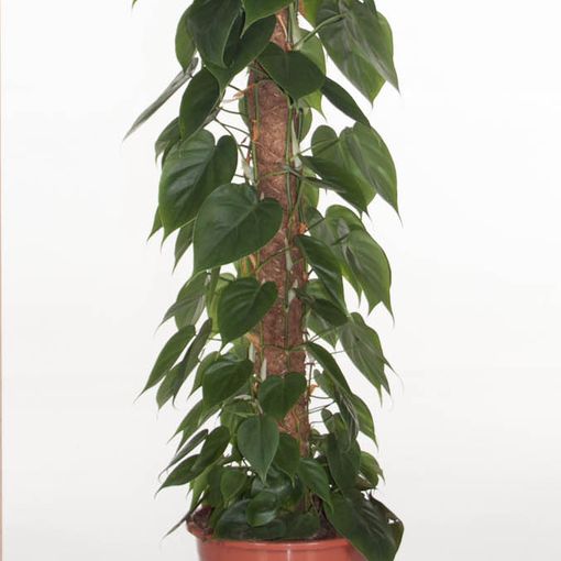 Philodendron scandens (Ammerlaan, The Green Innovater)