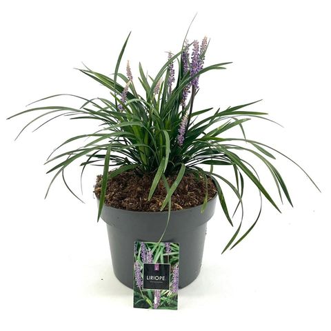 Liriope muscari 'Moneymaker'