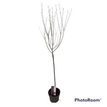 Syringa BLOOMERANG DARK PURPLE