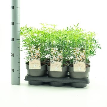 Choisya WHITE DAZZLER