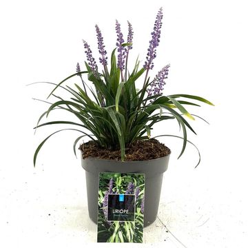 Liriope muscari 'Royal Purple'