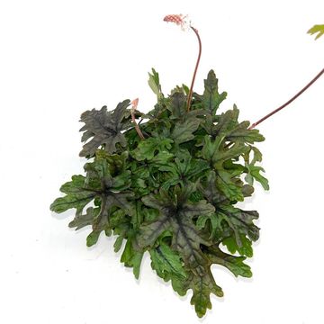 Tiarella 'Pink Skyrocket'