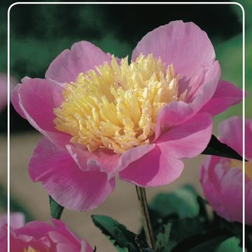 Paeonia 'Bowl of Beauty'