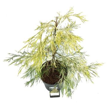 Chamaecyparis lawsoniana 'Karaca'