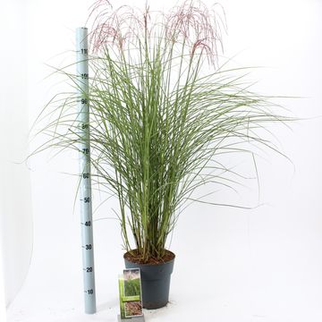 Miscanthus sinensis RED CLOUD