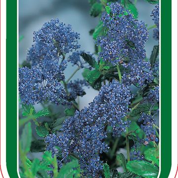 Ceanothus 'Italian Skies'