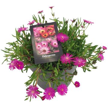 Delosperma ICE CREAM FUCHSIA