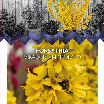Forsythia x intermedia MIKADOR