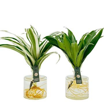 Arrangement Dracaena