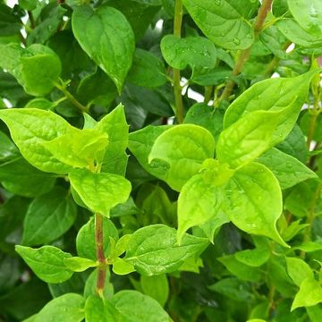 Philadelphus 'Manteau d'Hermine'