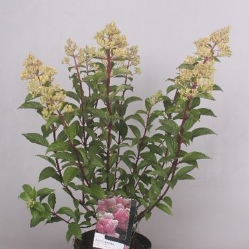 Hydrangea paniculata VANILLE FRAISE