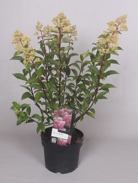Hydrangea paniculata VANILLE FRAISE