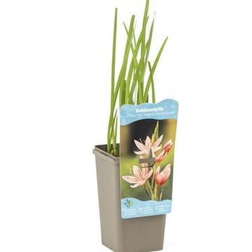 Hesperantha coccinea 'Mrs Hegarty'