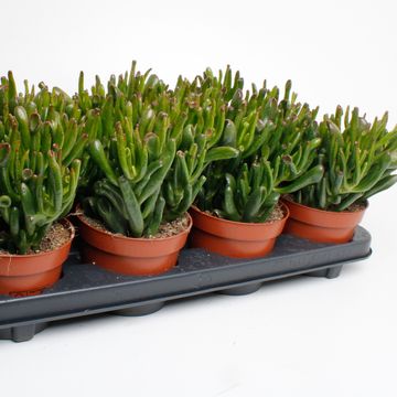 Crassula ovata 'Horntree'