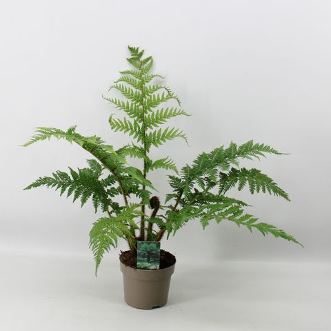 Cyathea australis