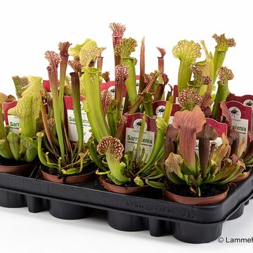 Sarracenia MIX