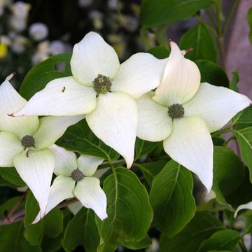 Cornus kousa 'Schmetterling'