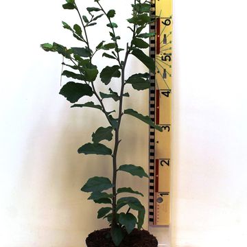 Parrotia persica 'Ванесса'