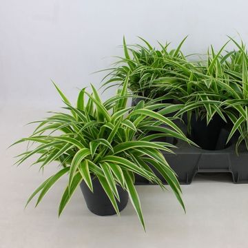 Chlorophytum comosum 'Ocean'