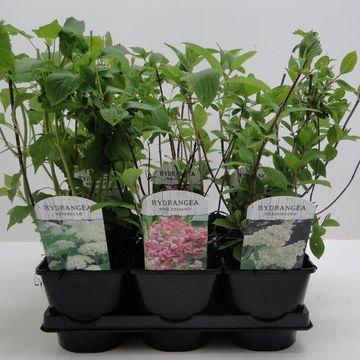 Hydrangea paniculata MIX
