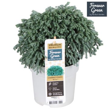 Chamaecyparis pisifera 'Minta'