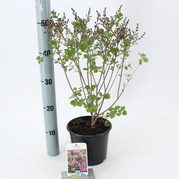 Syringa meyeri 'Palibin'