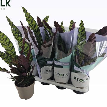 Calathea lancifolia 'Insigne'