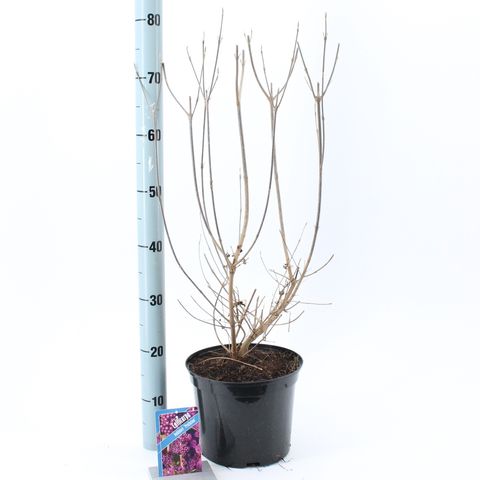 Callicarpa bodinieri 'Profusion'