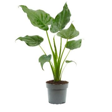 Alocasia cucullata