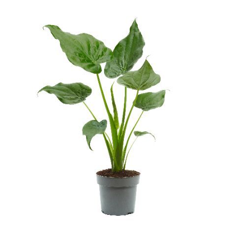 Alocasia cucullata