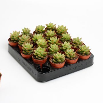 Sedum nussbaumerianum