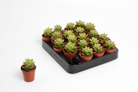 Sedum nussbaumerianum